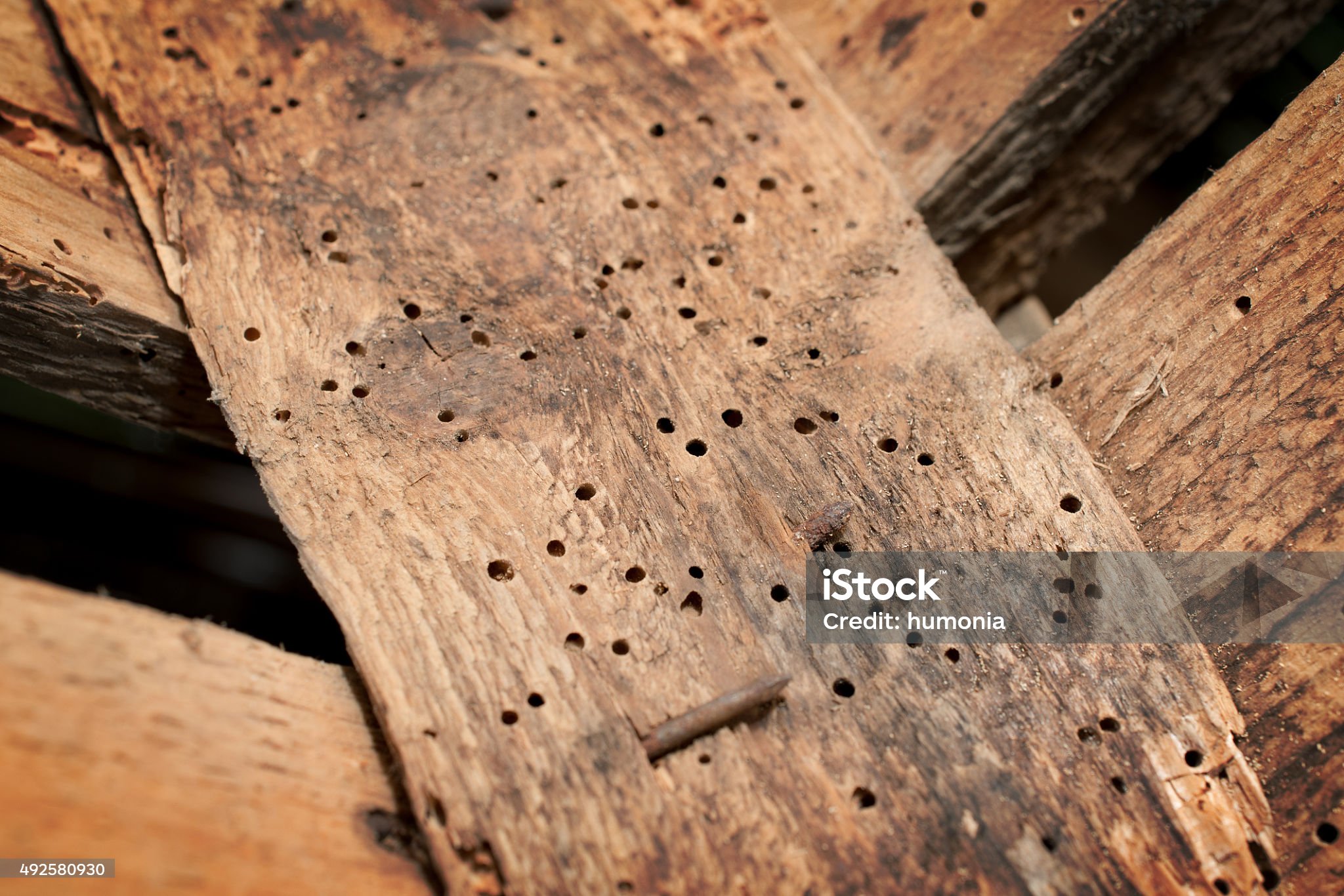 istockphoto-492580930-2048x2048 (1)